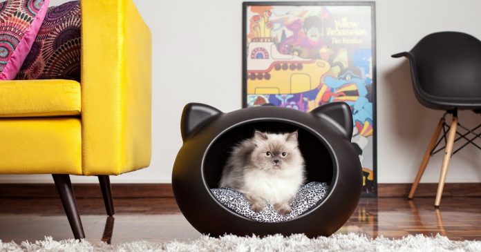 10 Best Cats For Apartment Living