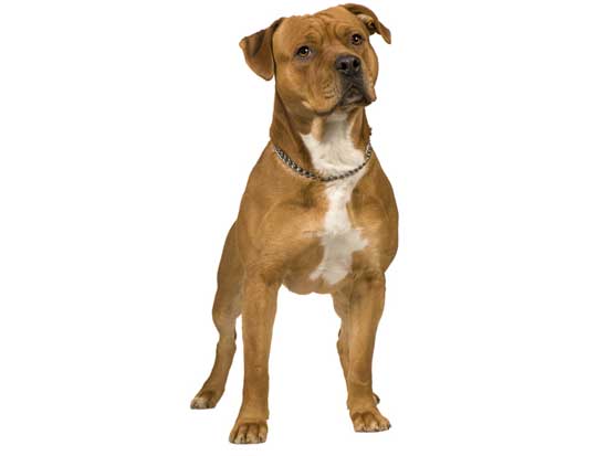 Dog Breeds | Pet Rescue Blog