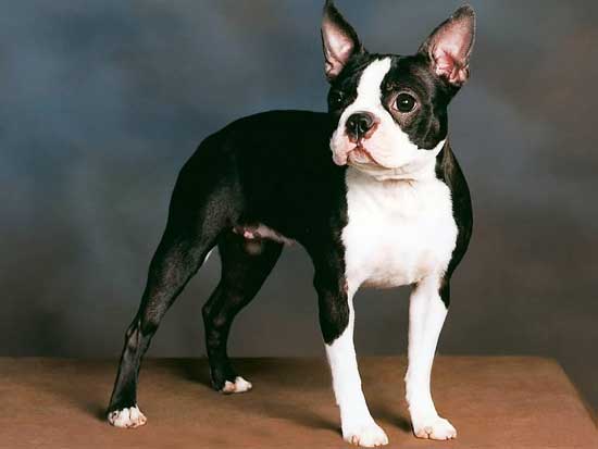 Boston Terrier