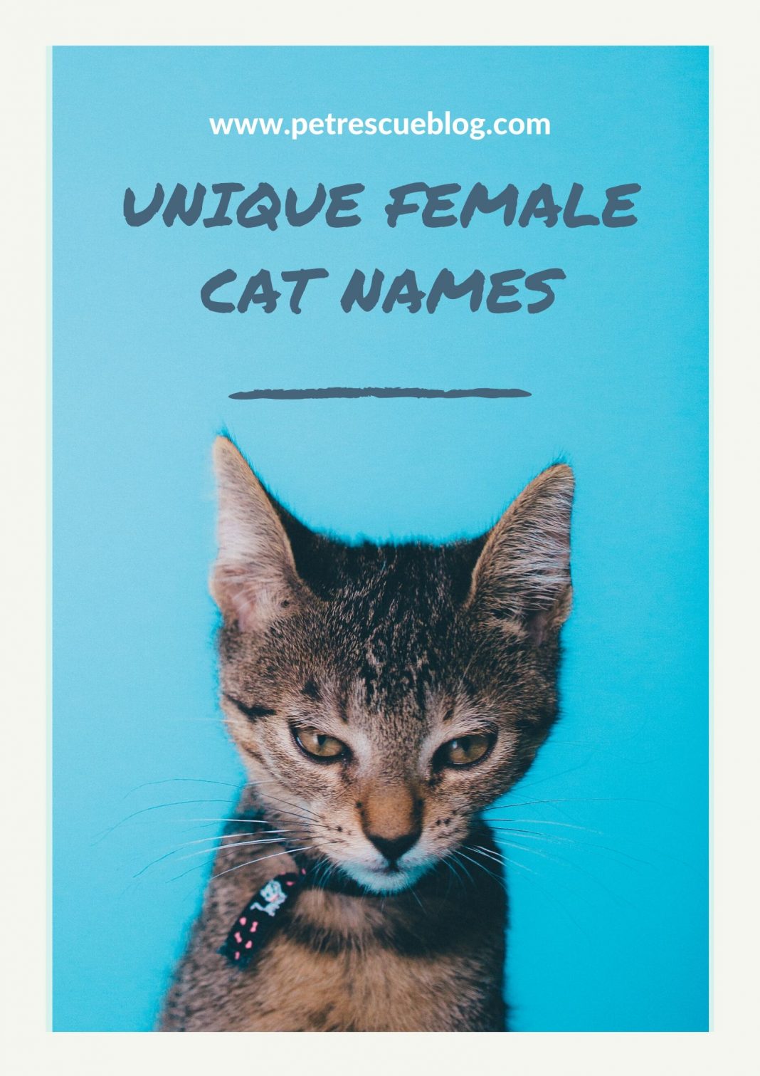 200 Funny Cute Unique Female Cat Names For Your Cute Mate 4780