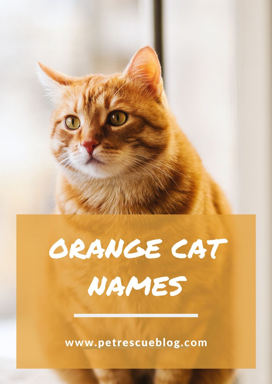 Orange Cat Names 1068x1511 