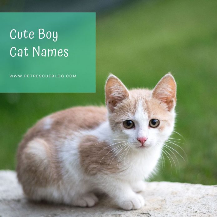Boy Cat Names - 400+ Cute Kitten Name | Pet Rescue Blog