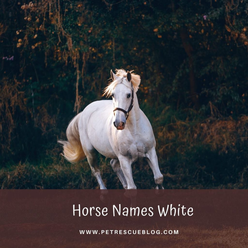 501 Horse Names For Male And Female Horse [2024]