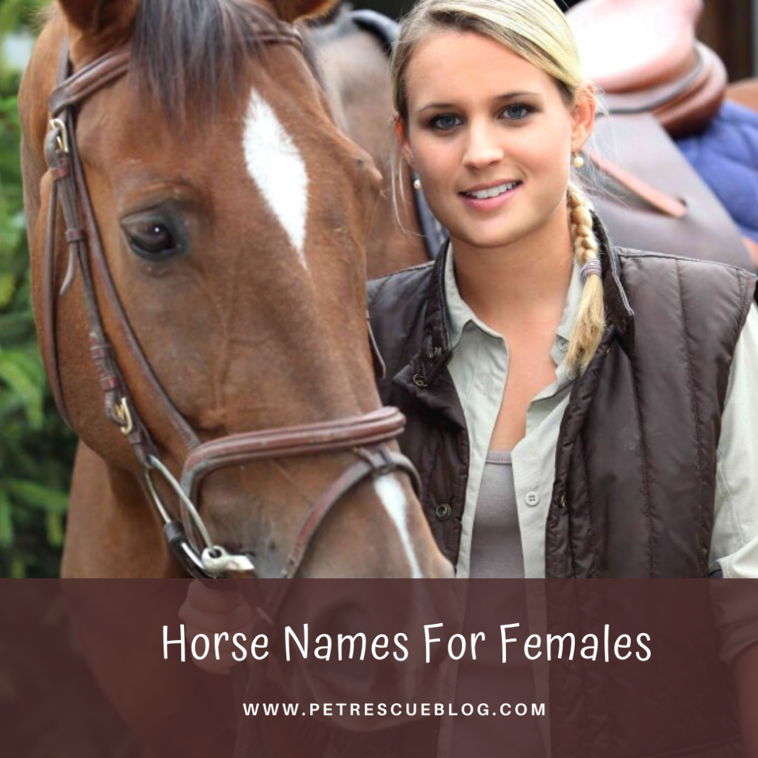 501-horse-names-for-male-and-female-horse-2024