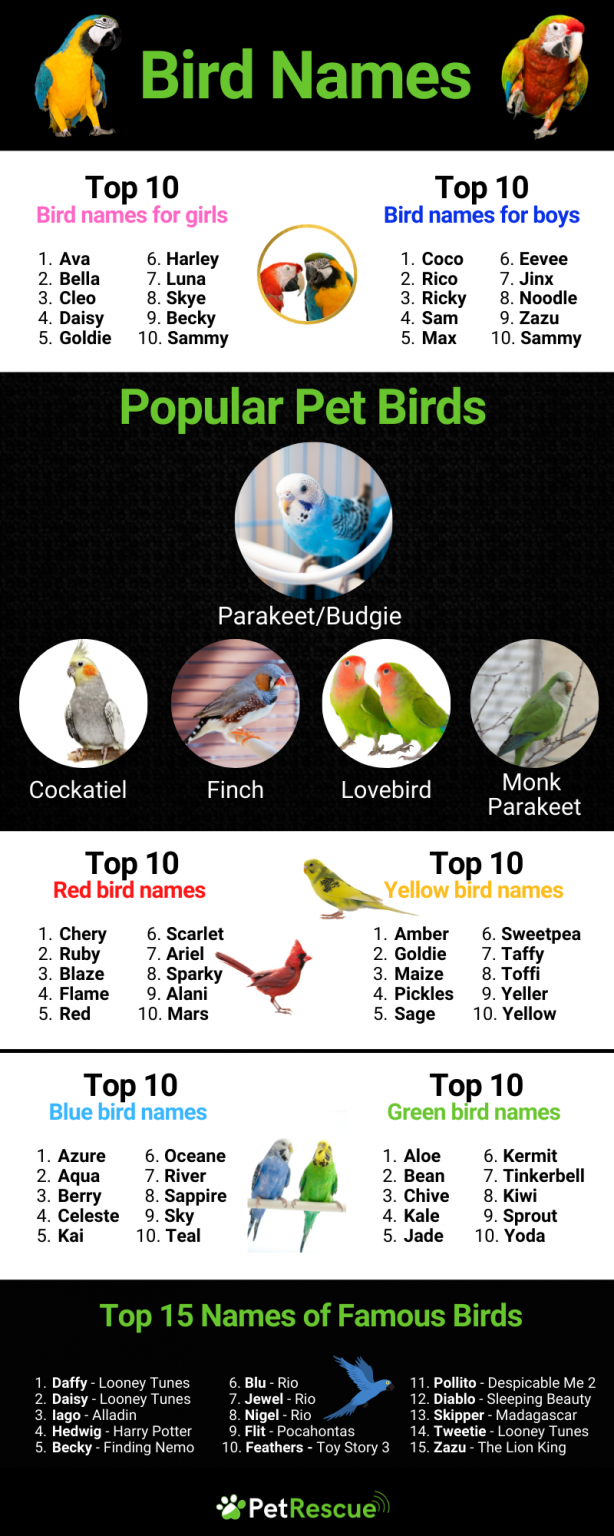 900-best-bird-names-for-budgies-parrots-cockatoos-and-more-pet