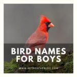 900+ Best Bird Names For Budgies, Parrots, Cockatiel