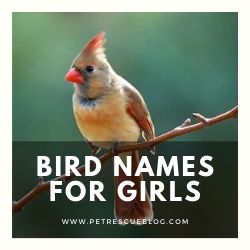 900 Best Bird Names For Budgies Parrots Cockatoos And More Pet Rescue Blog