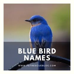 900+ Melhores Nomes de Pássaros para Budgies, Papagaios, Cockatoos and More 10