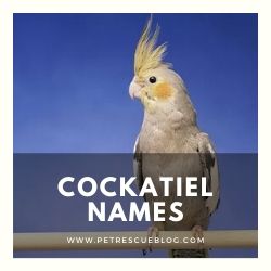 900+ Melhores Nomes de Aves para Budgies, Parrots, Cockatoos and More 7