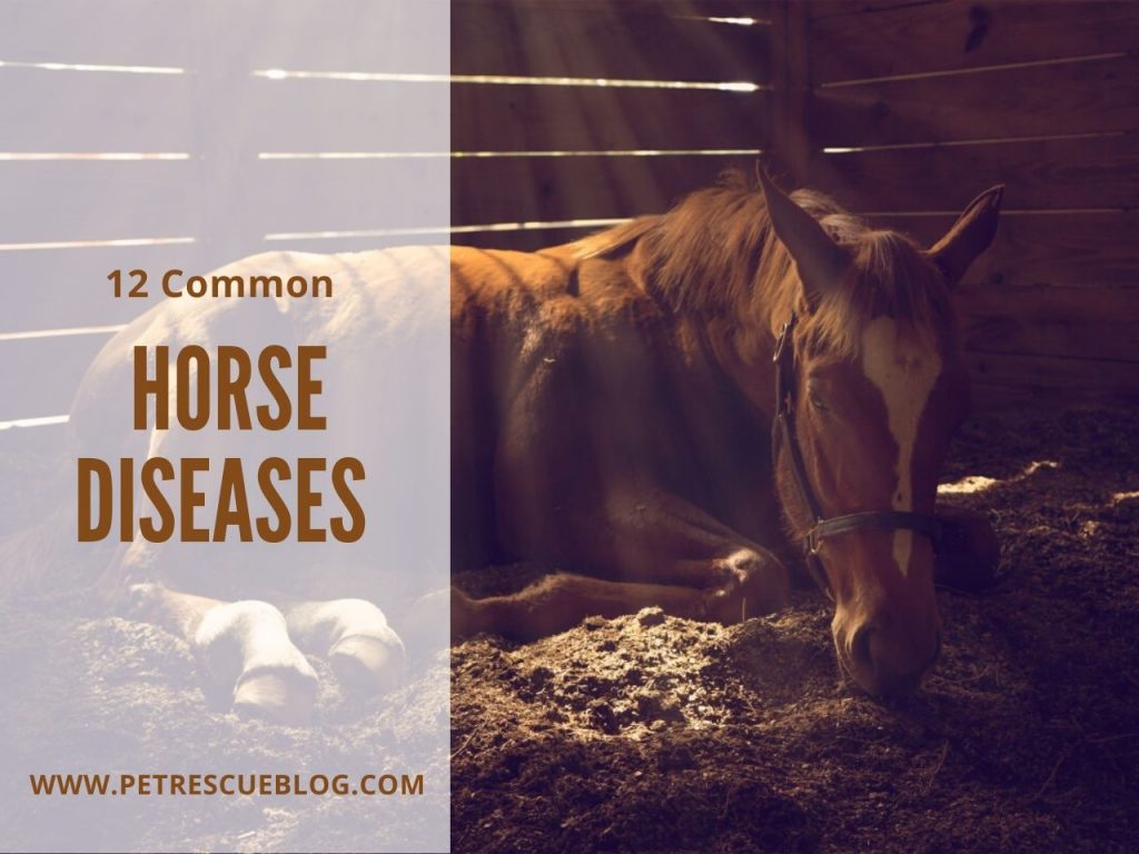 6 Most Common Horse Diseases Pet Rescue Blog Pet & Dogs Blog