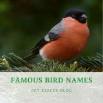 900+ Best Bird Names For Budgies, Parrots, Cockatiel