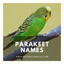 900+ Melhores Nomes de Pássaros para Budgies, Parrots, Cockatoos and More 6