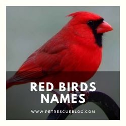 900+ Melhores Nomes de Pássaros para Budgies, Papagaios, Cockatoos and More 9