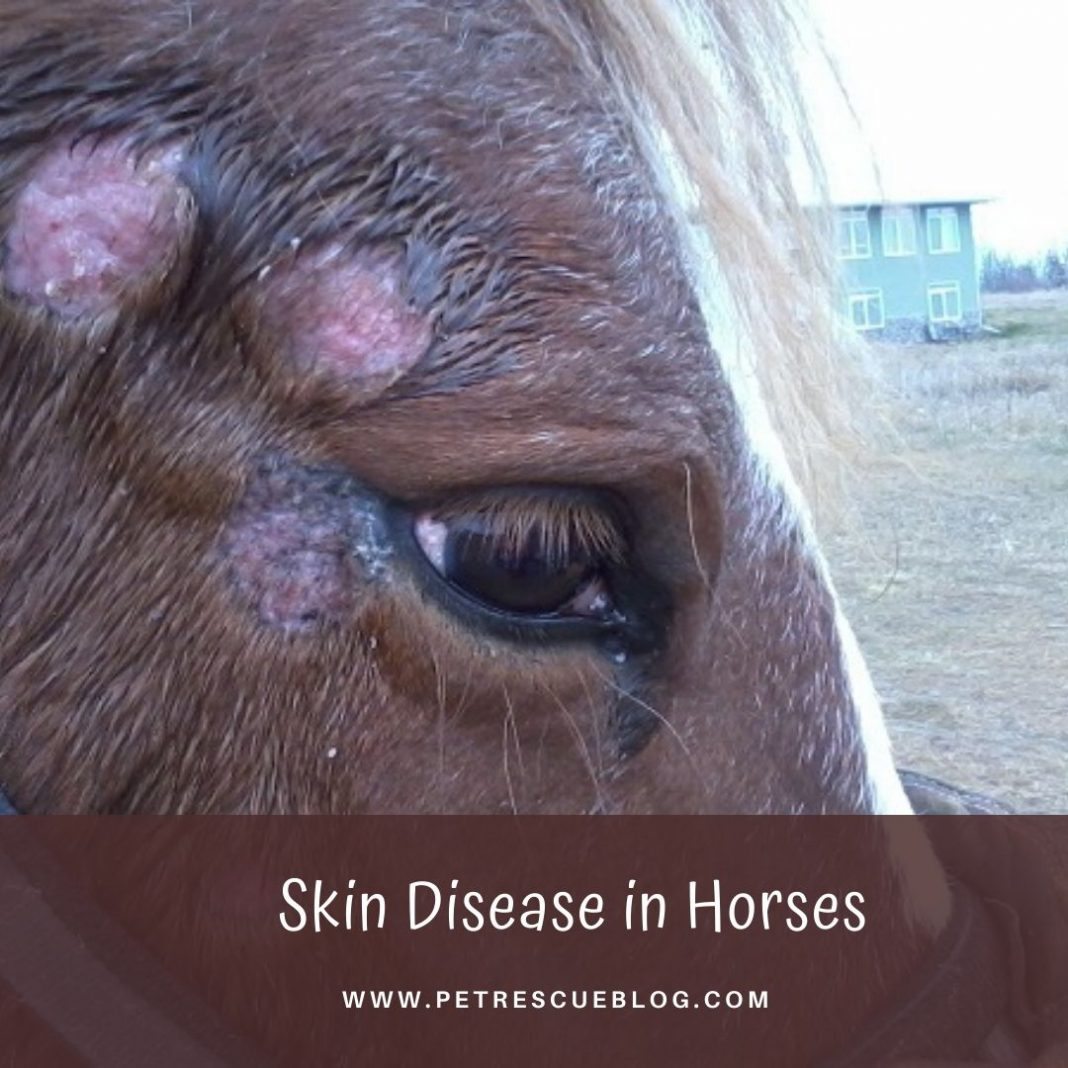 6-most-common-horse-diseases