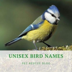 900+ Best Bird Names For Budgies, Parrots, Cockatiel