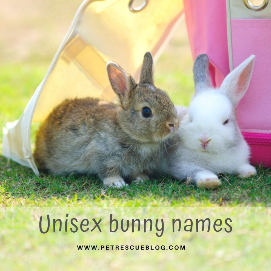 500+ Bunny Names For Your Pet Rabbit