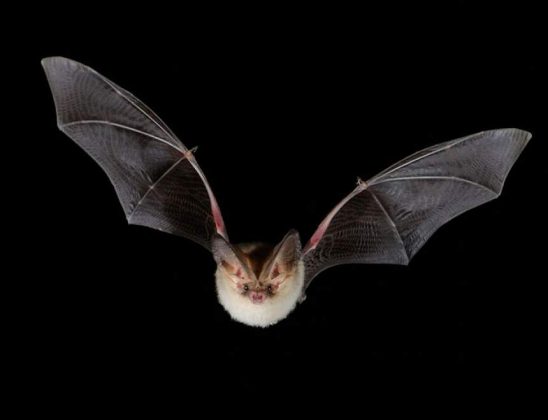 Are Bats Blind? All You Need To Know | Pet Rescue Blog