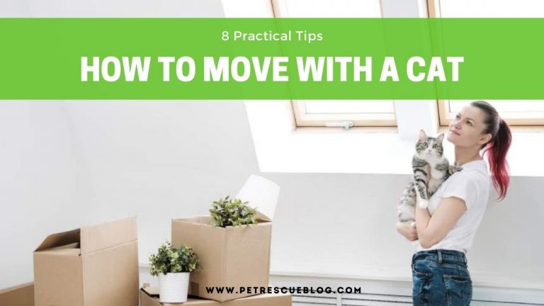 How To Move With A Cat; 8 Practical Tips | Pet Rescue Blog