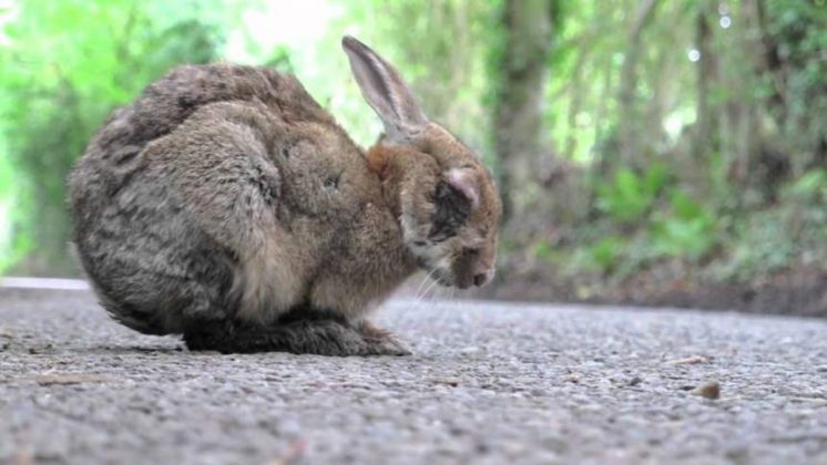 Rabbit Diseases - All You Need To Know | Pet Rescue Blog