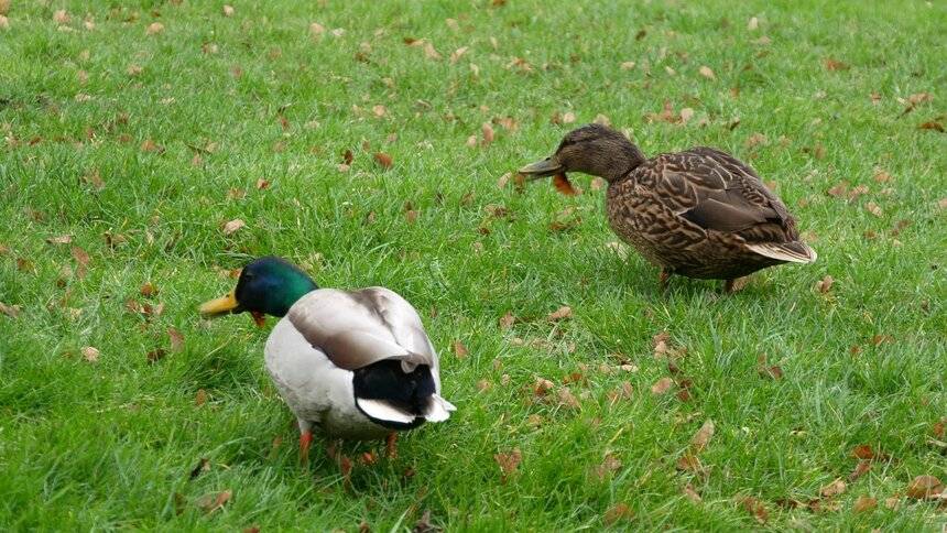 What Do Ducks Eat 