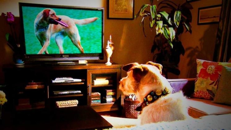 The Best Dog TV Shows to Watch With Your Pet | Pet Rescue Blog