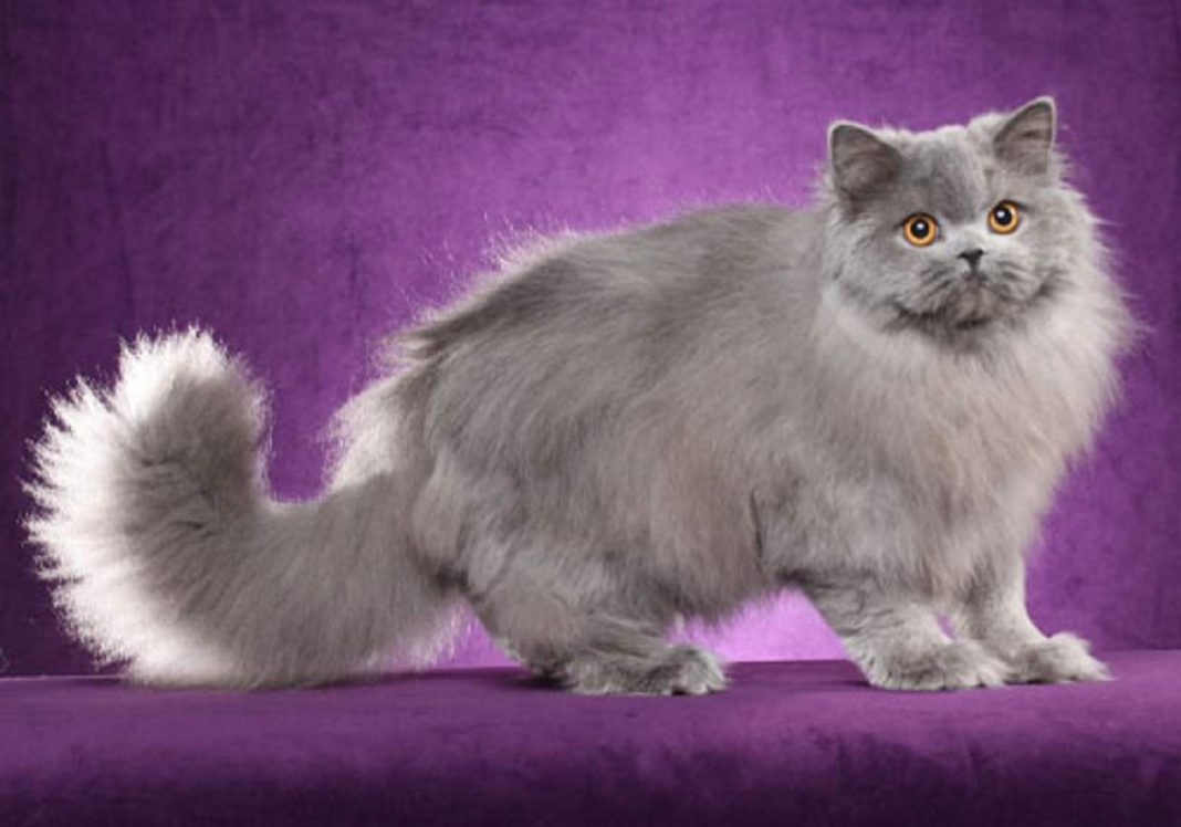 British Longhair All You Need To Know About British Longhair Cat