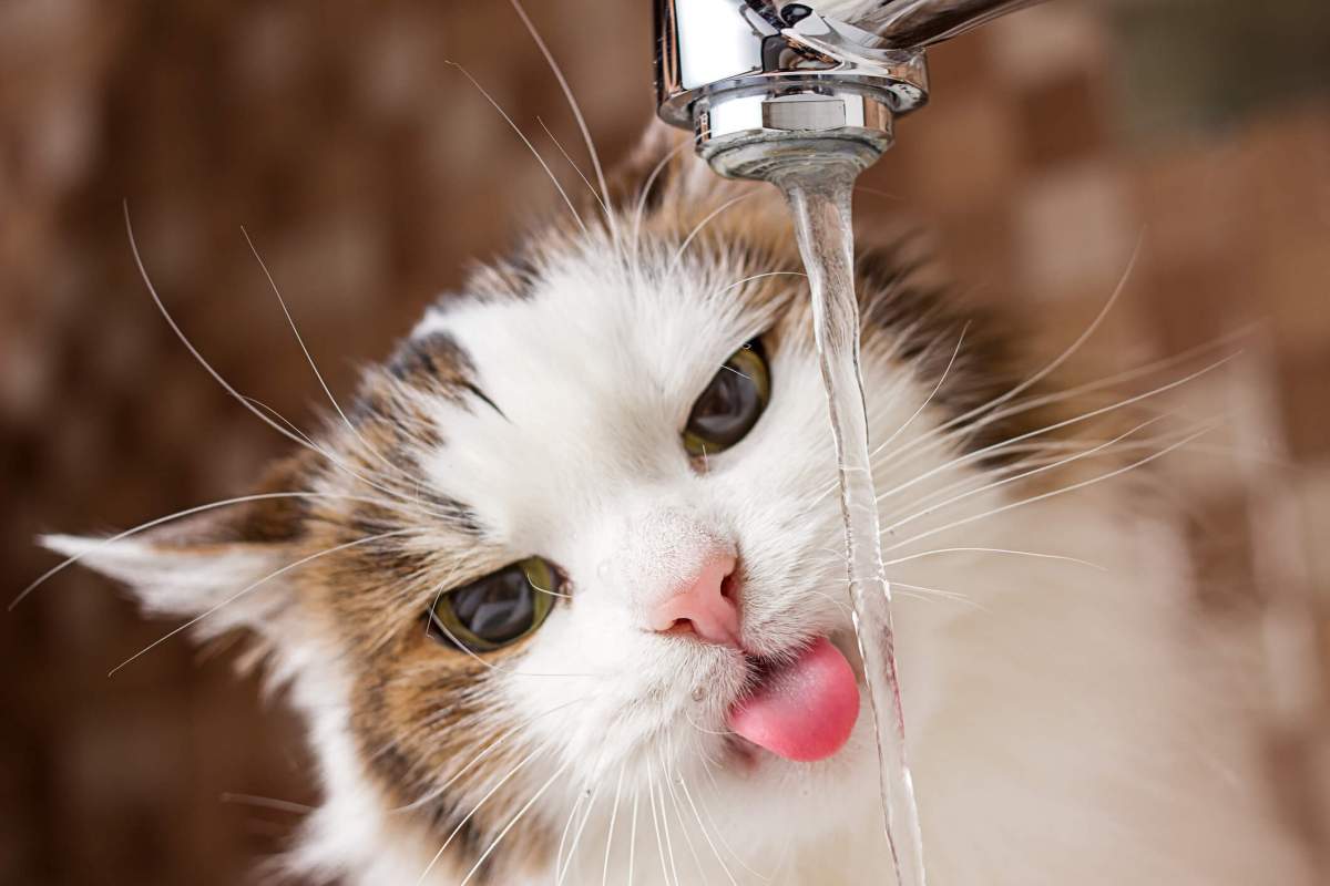 How Much Water Should A Cat Drink 