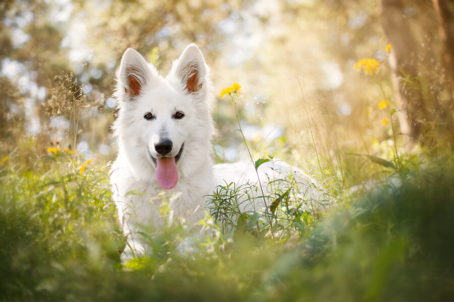 White Swiss Shepherd Dog - A Robust And Intelligent Sheepdog