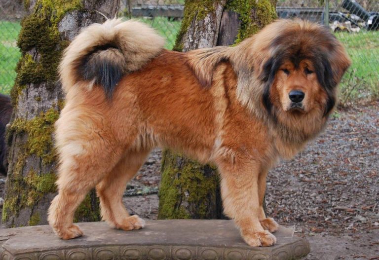 Tibetan Mastiff - Tallest Dog Breed - Pet Rescue Blog - Pet & Dogs Blog