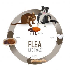 My Dog Has Fleas? Dog Fleas: 14 Questions Answered – Pet Rescue Blog