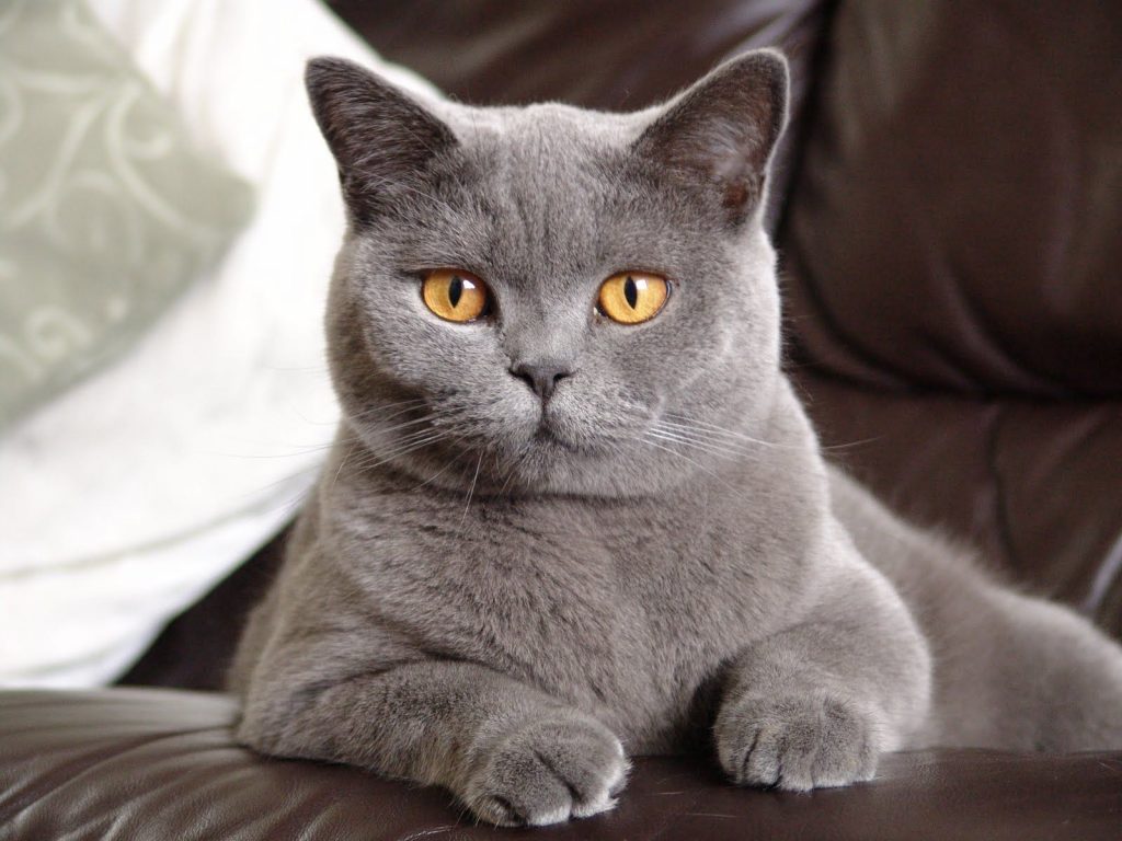 the-best-shorthair-cat-breeds