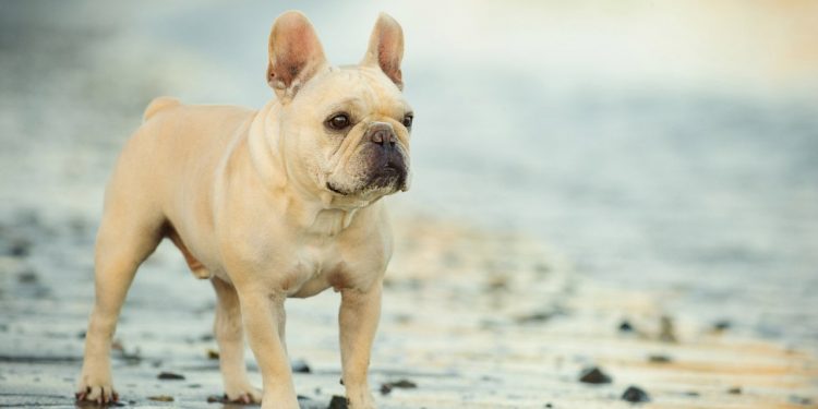 Cute Small Dog Breeds