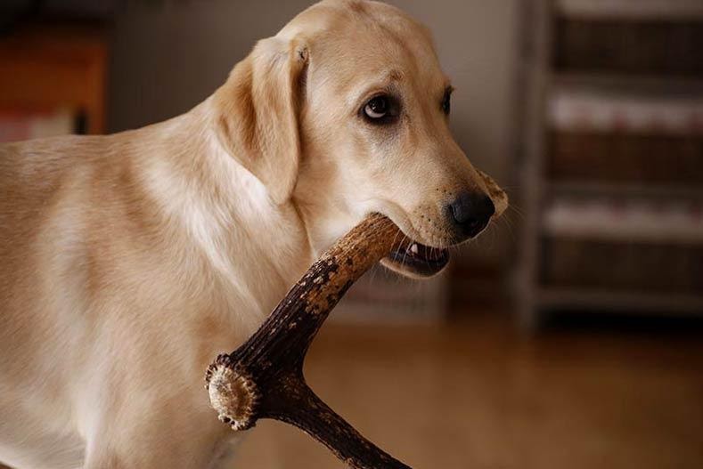 This Time Give Your Dog A Treat – Deer Antler