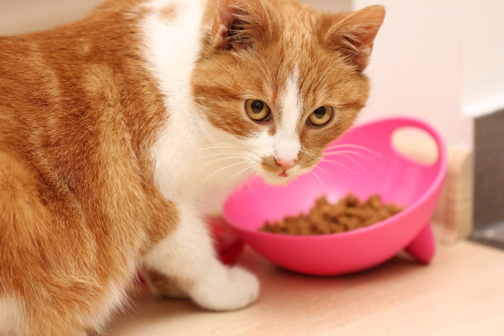 Dry Cat Food: Advantages, Disadvantages?