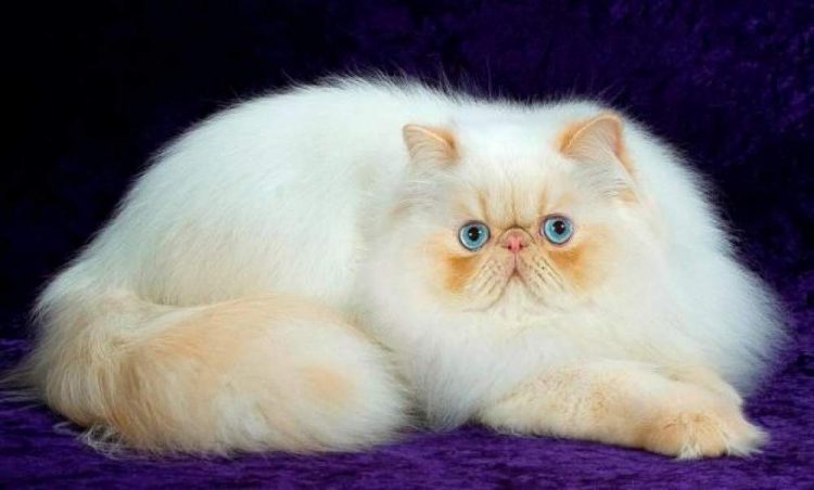 The Persian Cat Is A Good Breed Of Cats