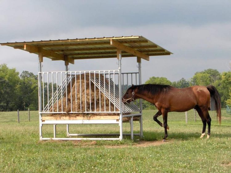 Tips For Feeding Your Horse With Hay Pellets