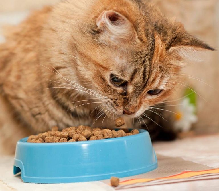 Dry Cat Food: Advantages, Disadvantages?