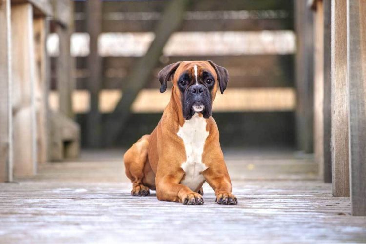 boxer dog breed origins