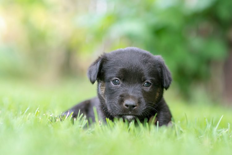 Teaching Your Puppy: What Do You Need To Know?