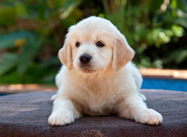 Teaching Your Puppy: What Do You Need To Know?