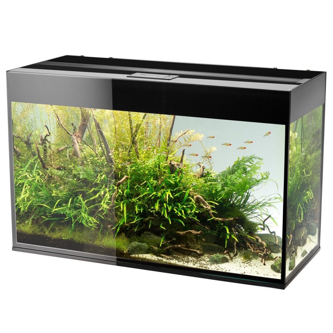 The Best Fish Tanks To Choose (2024)