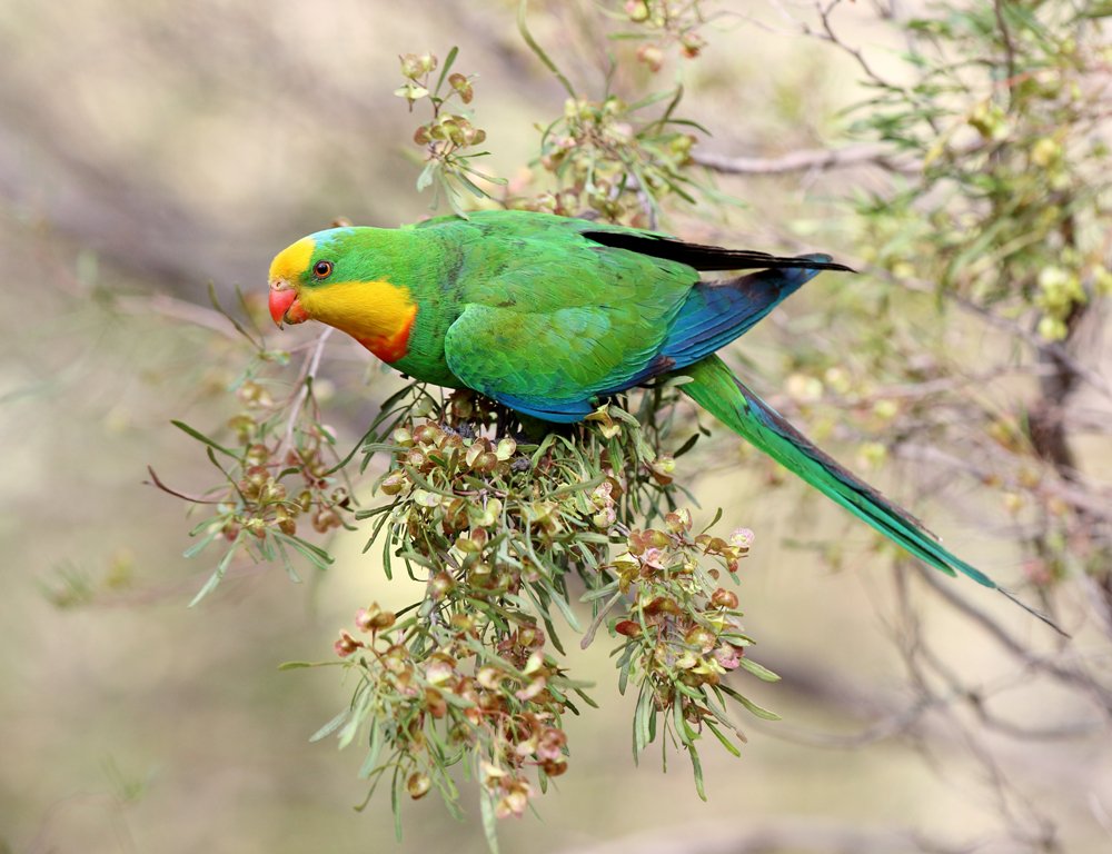 300 Australian Parrot Names To Choose [Updated 2024]