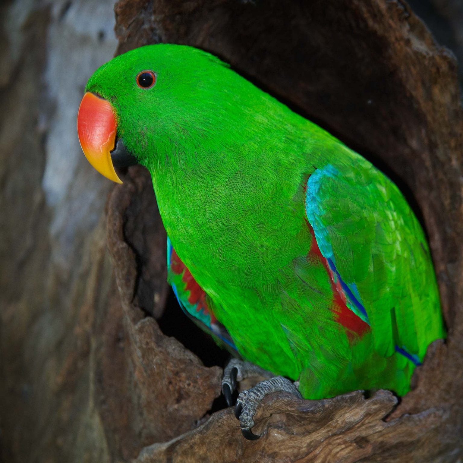 300 Australian Parrot Names To Choose [Updated 2024]