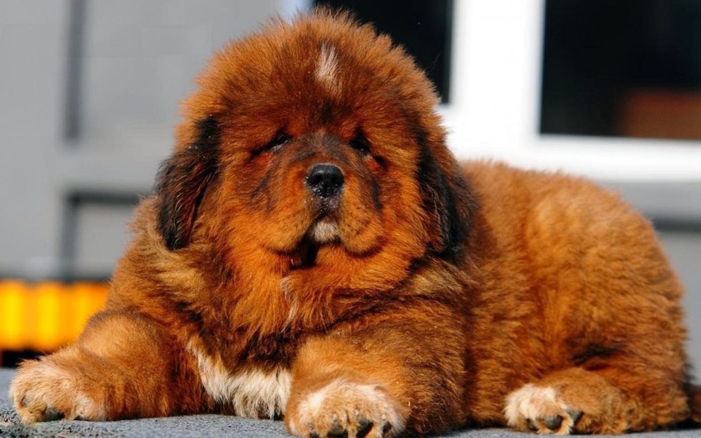 Tibetan Mastiff Puppy 5 1024x640 