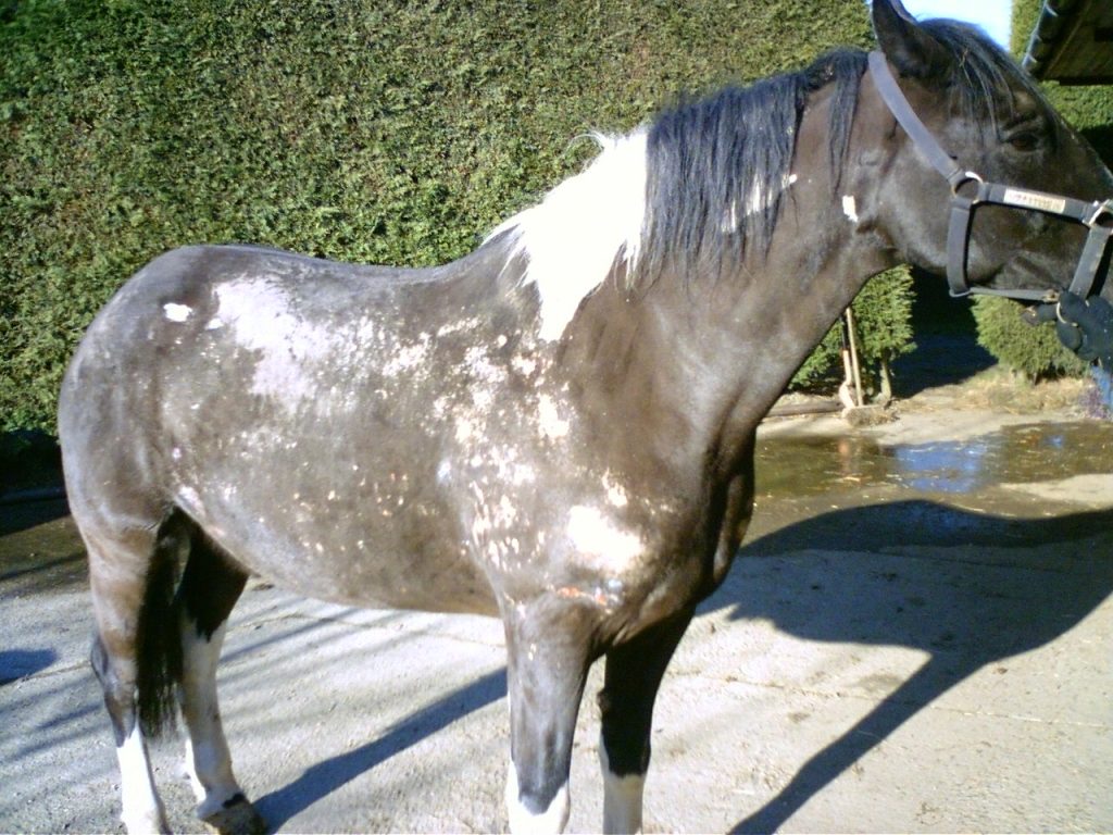 how-to-diagnose-parasites-in-horses-digestion-problems-persistent