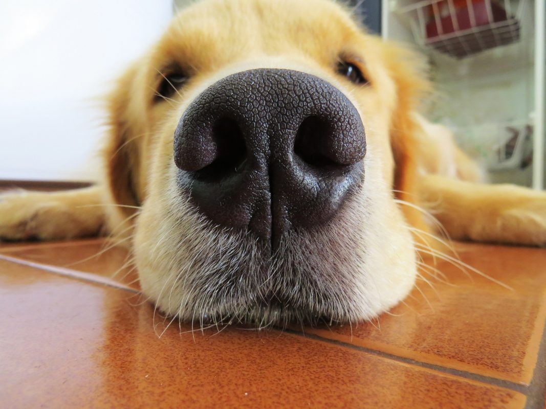 4 Surprising Facts About A Dog s Sense Of Smell