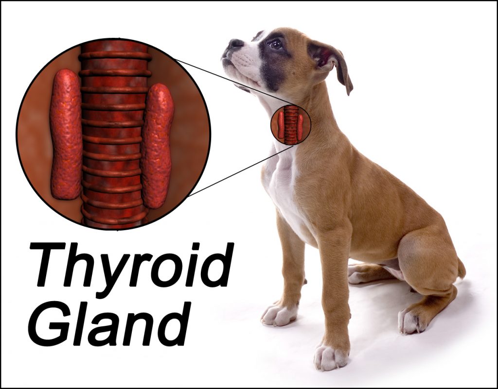 dog-s-underactive-thyroid-gland