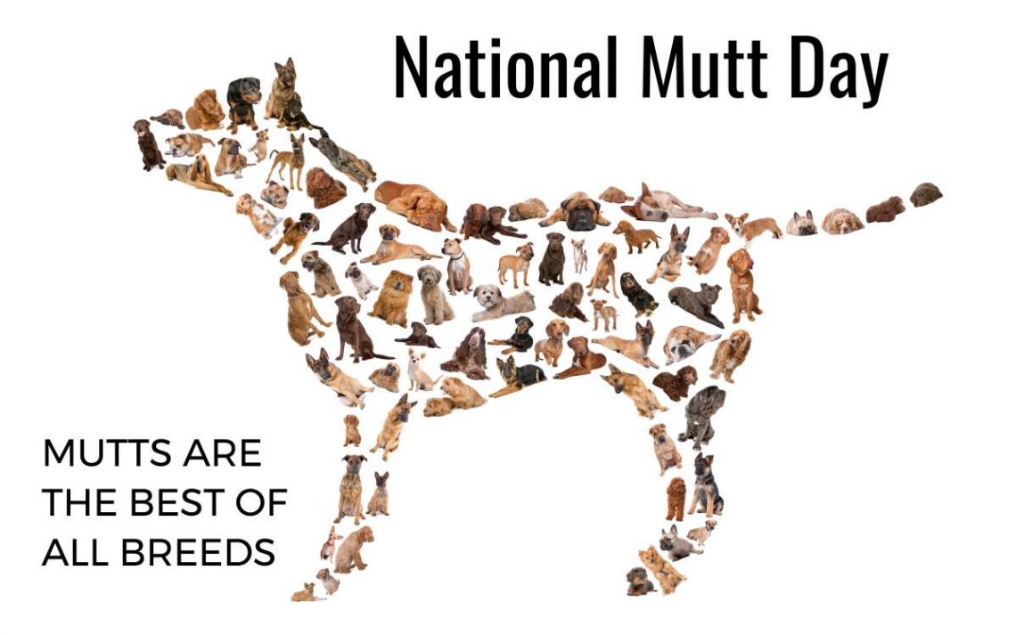 How to Observe National Mutt Day Pet Rescue Blog Pet & Dogs Blog