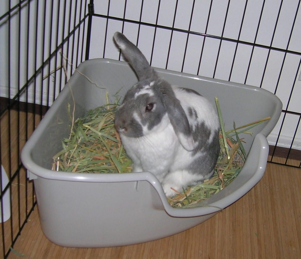 Potty Training A Rabbit In 5 Efficient Steps | Pet Rescue Blog