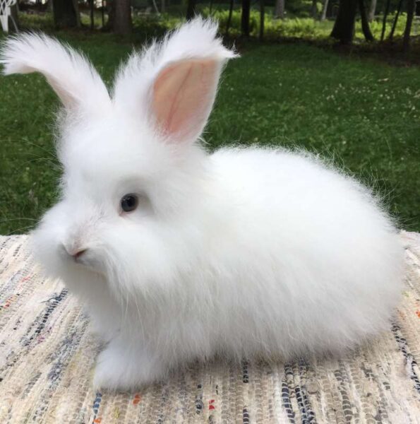 Angora Rabbit History Origin Care And Lifespan